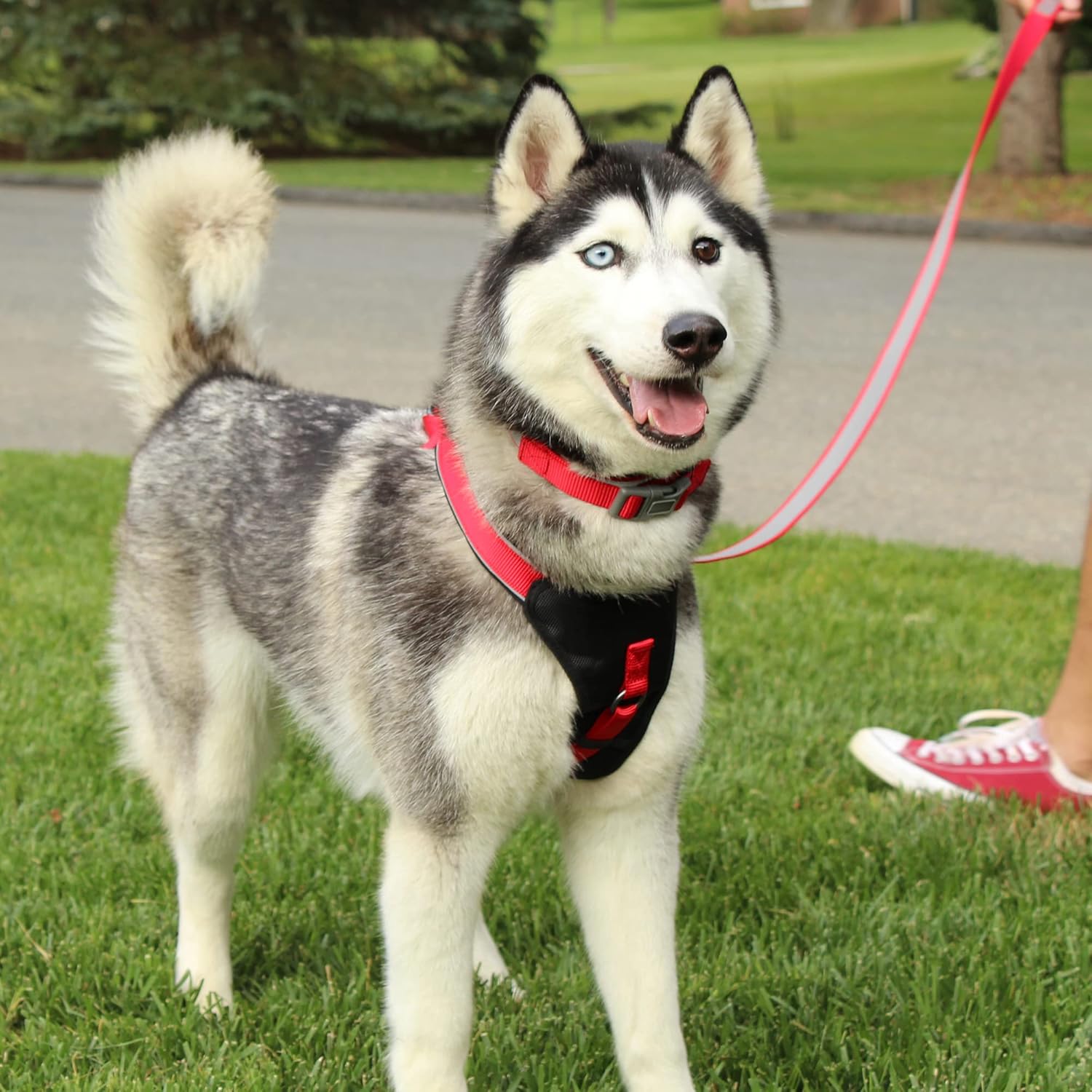 Reflective Dog Harness - Padded, Comfort Control for Walks or Runs - Medium Teal
